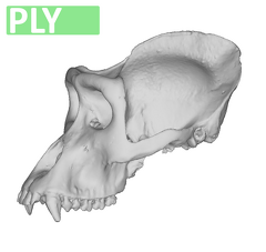 MFN 6966 Gorilla gorilla cranium male