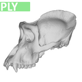 MFN 6966 Gorilla gorilla cranium male