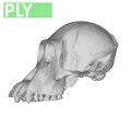 MFN_6948_Pongo_pygmaeus_cranium_female.ply