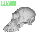 MFN 6948 Pongo pygmaeus cranium female