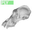 MFN 83498 Pongo pygmaeus cranium male