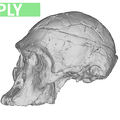 StS 5 Australopithecus africanus cranium