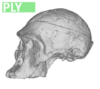 StS 5 Australopithecus africanus cranium
