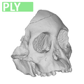 Taung_1_Australopithecus_africanus_cranium.ply