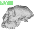 SK48.SKW7 Paranthropus robustus cranium