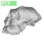 SK48.SKW7 Paranthropus robustus cranium