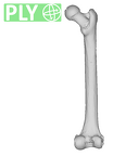 MPITC 14996 Pan troglodytes verus right femur