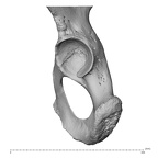 os coxae left 1
