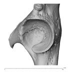 os coxae left high resolution