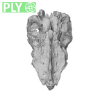 NH CAM1 106 Gorilla gorilla gorilla sacrum ply