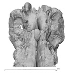 sacrum high resolution