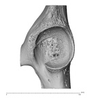 os coxae left high resolution