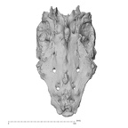 sacrum