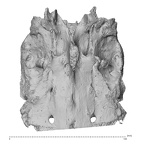 sacrum high resolution