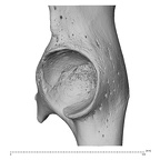 os coxae left high resolution
