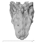 NH MER32 329 Gorilla gorilla gorilla sacrum posterior