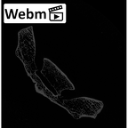 NH MER32 329 Gorilla gorilla gorilla sacrum ct stack movie
