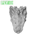 NH MER32 329 Gorilla gorilla gorilla sacrum ply