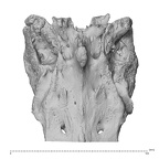 NH MER32 329 Gorilla gorilla gorilla sacrum posterior