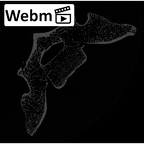 NH MER32 329 Gorilla gorilla gorilla sacrum ct stack movie