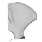 os coxae right 2