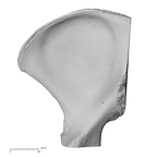 NH MER32 720 Gorilla gorilla gorilla os coxae right medial
