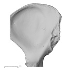 NH MER32 720 Gorilla gorilla gorilla os coxae right medial