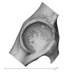os coxae right high resolution