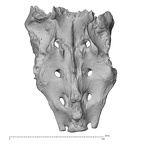 sacrum