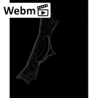 NH MER32 720 Gorilla gorilla gorilla sacrum ct stack movie