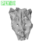 NH MER32 720 Gorilla gorilla gorilla sacrum ply