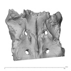 sacrum high resolution
