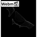 NH MER32 720 Gorilla gorilla gorilla sacrum ct stack movie