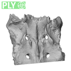 NH MER32 720 Gorilla gorilla gorilla sacrum ply