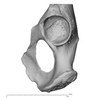 os coxae left 1