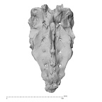NH MER32 840 Gorilla gorilla gorilla sacrum posterior