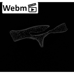 NH MER32 840 Gorilla gorilla gorilla sacrum ct stack movie