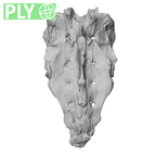 NH MER32 840 Gorilla gorilla gorilla sacrum ply