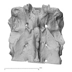 NH MER32 840 Gorilla gorilla gorilla sacrum posterior