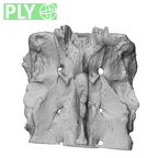 NH MER32 840 Gorilla gorilla gorilla sacrum ply