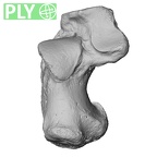 NH CAM1 106 Gorilla gorilla gorilla calcaneus left ply