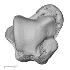 NH CAM1 106 Gorilla gorilla gorilla talus left dorsal