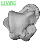 NH CAM1 106 Gorilla gorilla gorilla talus left ply