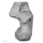 NH CAM1 107 Gorilla gorilla gorilla calcaneus right dorsal