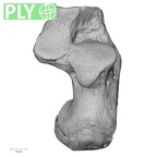 NH CAM1 107 Gorilla gorilla gorilla calcaneus right ply