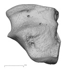 NH CAM1 107 Gorilla gorilla gorilla cuboid right plantar