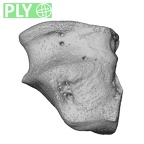 NH CAM1 107 Gorilla gorilla gorilla cuboid right ply