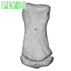 NH CAM1 107 Gorilla gorilla gorilla foot phalanx fifth middle right ply