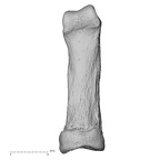 NH CAM1 107 Gorilla gorilla gorilla foot phalanx fifth proximal right plantar