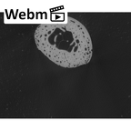 NH CAM1 107 Gorilla gorilla gorilla foot phalanx fifth proximal right ct stack movie